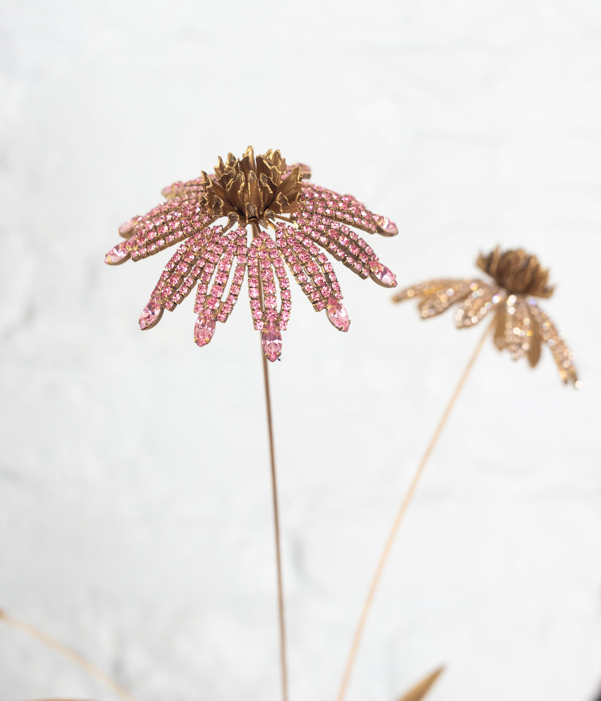 Cone Flower Specimen - Loren Hope